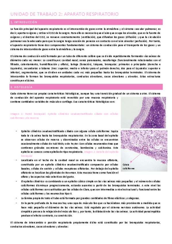 Miniatura del documento UT-2-APARATO-RESPIRATORIO.pdf