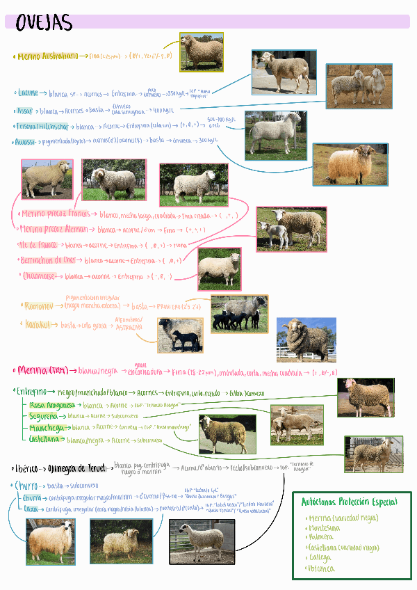 Miniatura del documento Resumen-razas-ovino-y-caprino.pdf