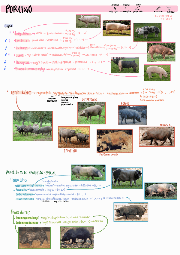 Miniatura del documento Resumen-razas-porcino-y-felino.pdf
