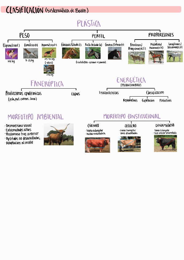 Miniatura del documento Resumen-conformaciones-caballo-y-perro.pdf