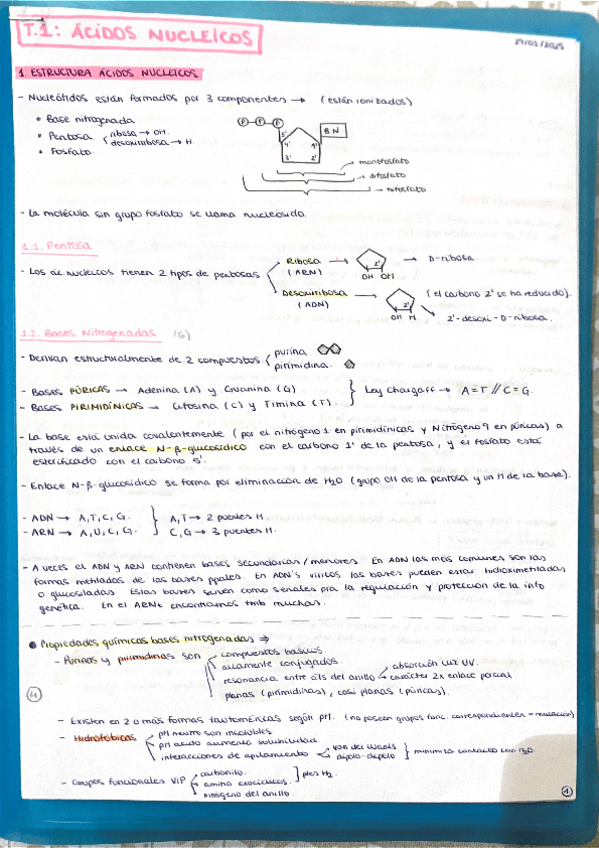 Miniatura del documento Tema 1: Ácidos Nucleicos.pdf