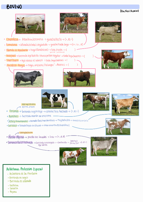 Miniatura del documento Resumen-razas-bovino-y-equino.pdf