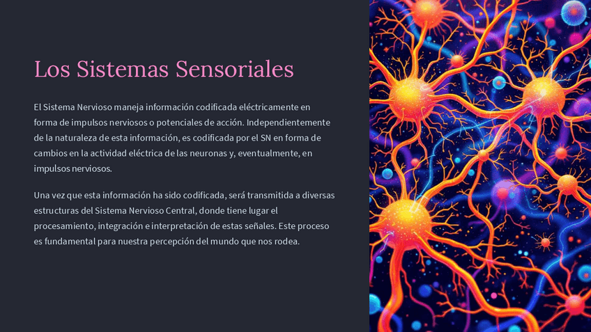 Miniatura del documento Los-Sistemas-Sensoriales-PPT.pdf