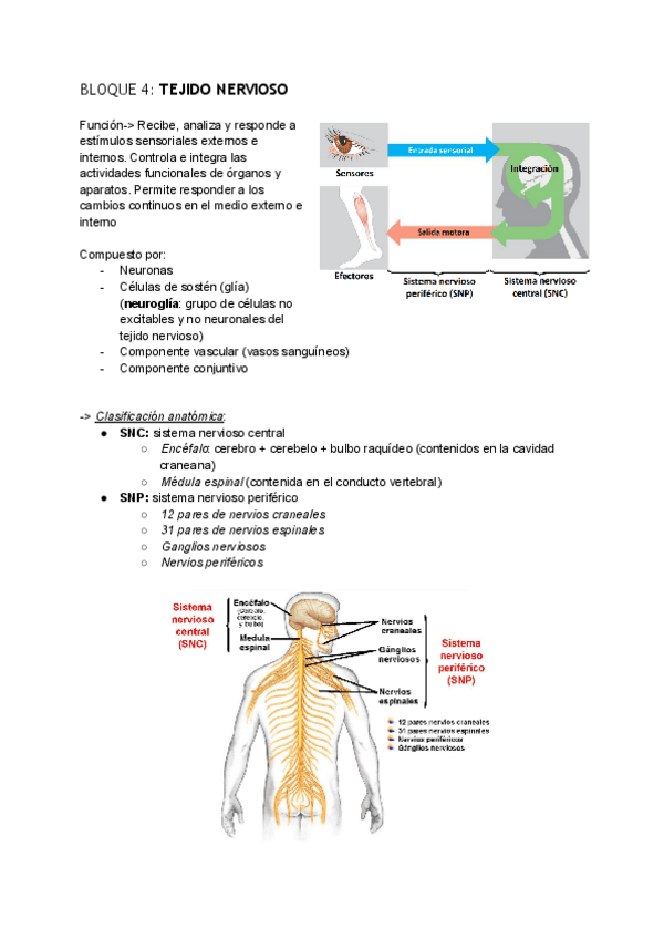 Miniatura del documento BLOQUE-4-TEJIDO-NERVIOSO.pdf