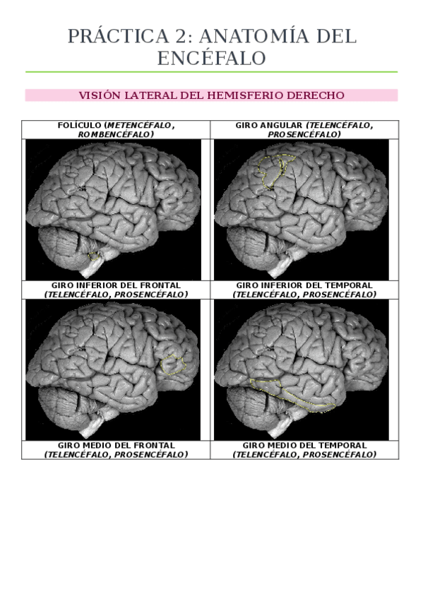 Miniatura del documento PRÁCTICA 2 DIGITAL ANATOMIST.docx