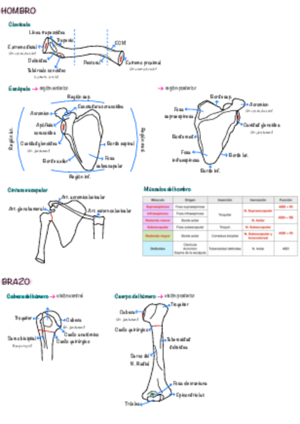 Miniatura del documento DIBUJOS-5.2.-SEGUNDO-CUATRI.pdf