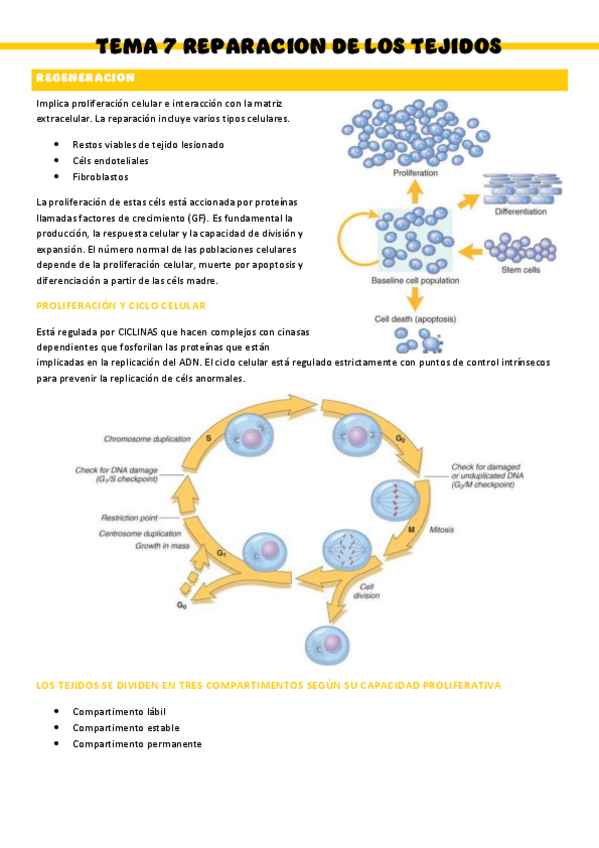 Miniatura del documento T7-Anatomia-patologica.pdf