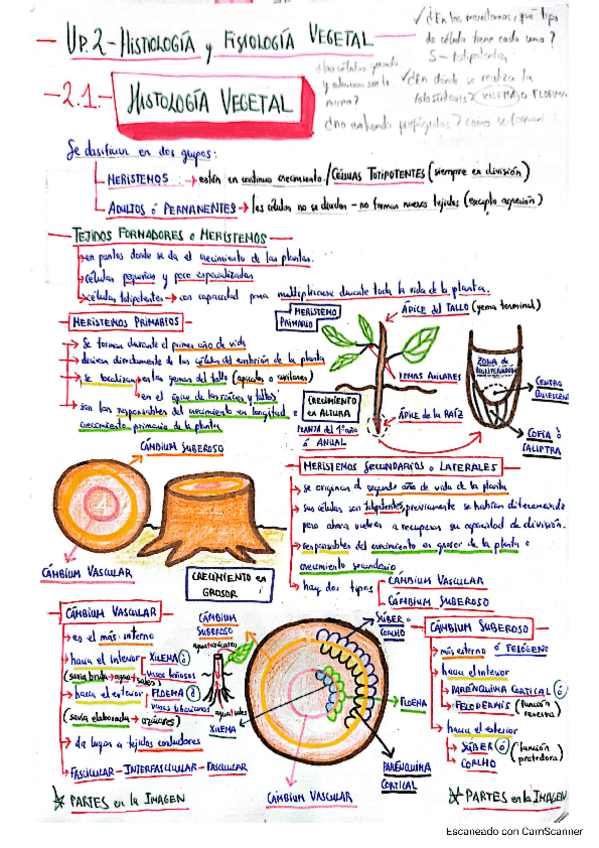 Miniatura del documento HISTOLOGIA-VEGETAL.pdf