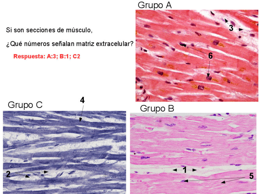 Miniatura del documento Prueba práctica 1 Cito-Histo I.pdf