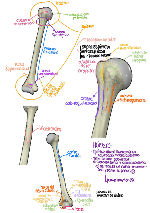 Miniatura del documento Humero.pdf