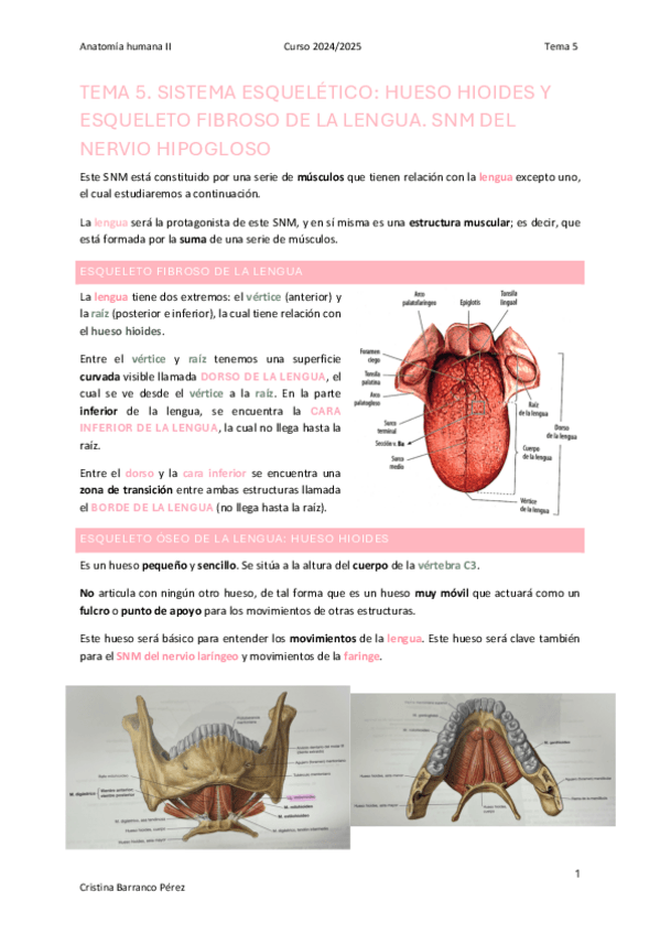 Miniatura del documento TEMA-5.-SISTEMA-ESQUELETICO-HUESO-HIOIDES-YESQUELETO-FIBROSO-DE-LA-LENGUA.-SNM-DELNERVIO-HIPOGLOSO.pdf