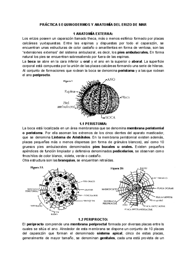 Miniatura del documento PRACTICA-5-EQUINODERMOS-Y-ANATOMIA-DEL-ERIZO-DE-MAR.pdf