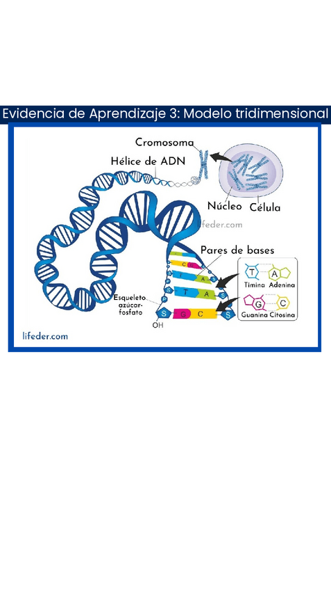 Miniatura del documento Explicacion-del-ADN.pdf