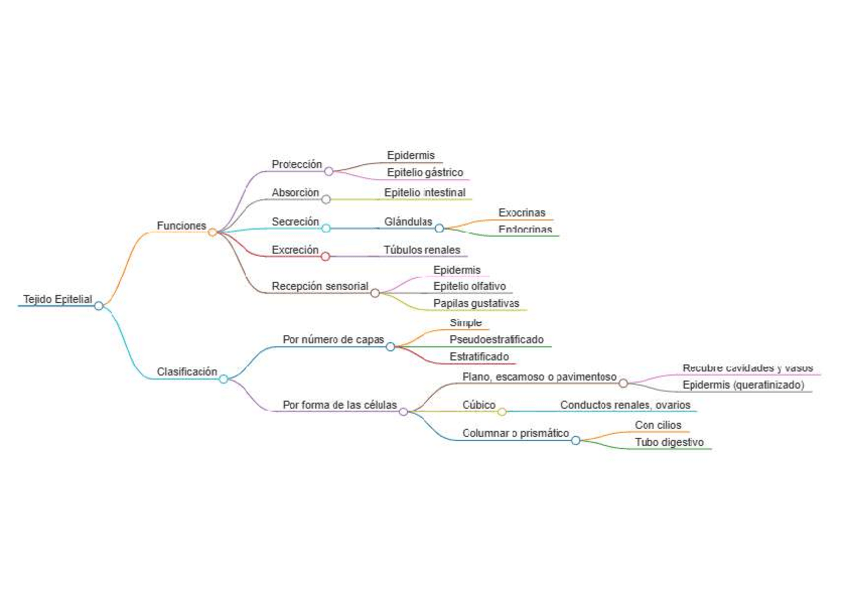 Miniatura del documento 2.-Mapa-conceptual-Tejido-Epitelial.pdf