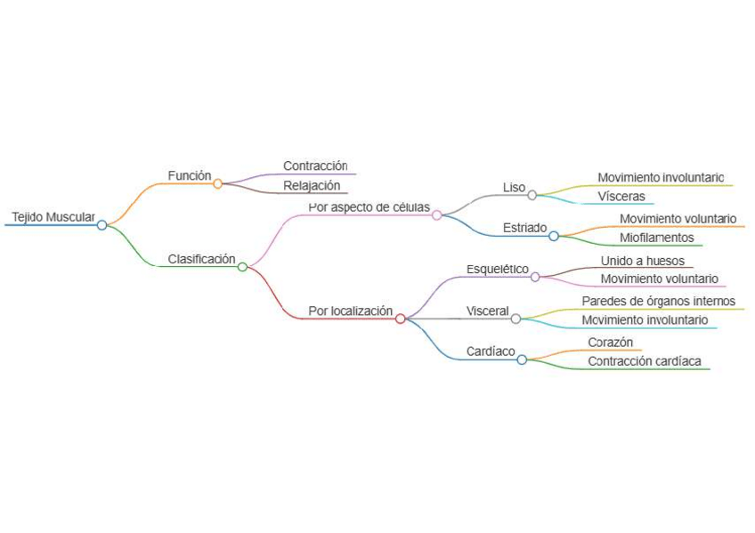 Miniatura del documento 3.-Mapa-conceptual-Tejido-Epitelial.pdf