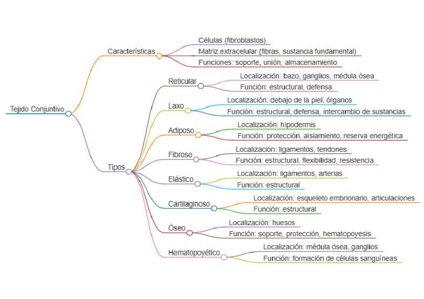 Miniatura del documento 4.-Mapa-conceptual-Tejido-Conjuntivo-o-Conectivo.pdf