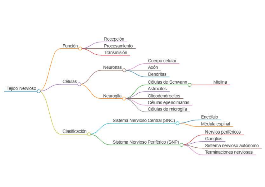 Miniatura del documento 5.-Mapa-conceptual-Tejido-Nervioso.pdf