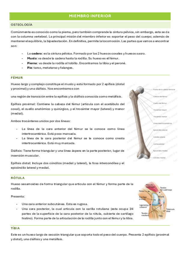 Miniatura del documento MIEMBRO-INFERIOR.pdf