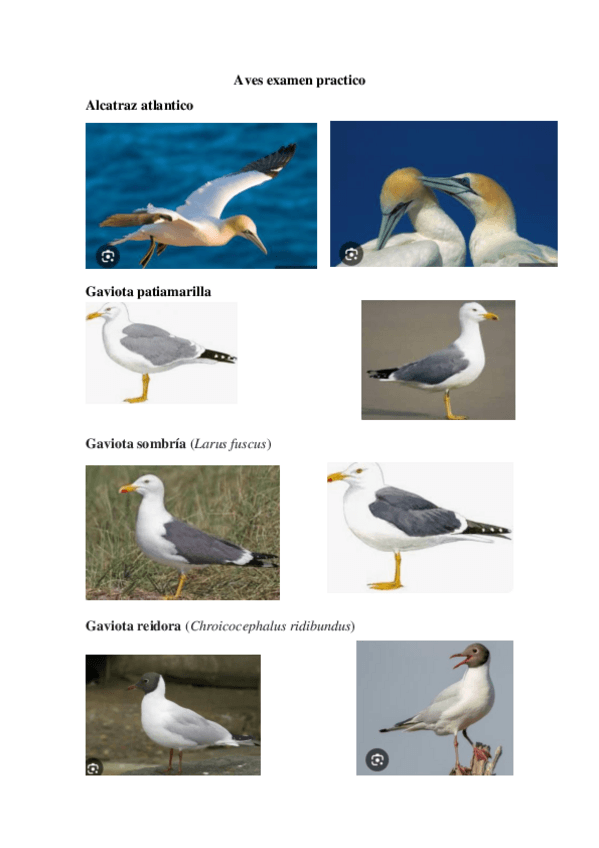 Miniatura del documento Listado-aves-examen-practico.pdf