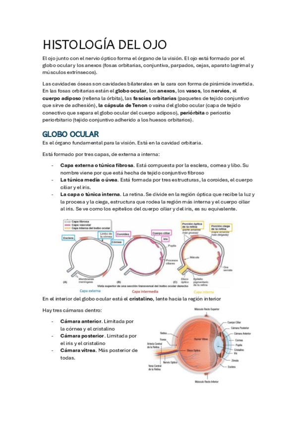 Miniatura del documento HISTOLOGIA-DEL-OJO.pdf