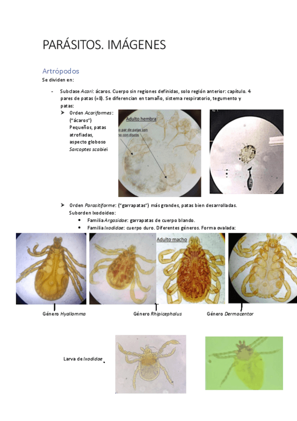 Miniatura del documento Imagenes-de-Parasitos-Microscopio.pdf