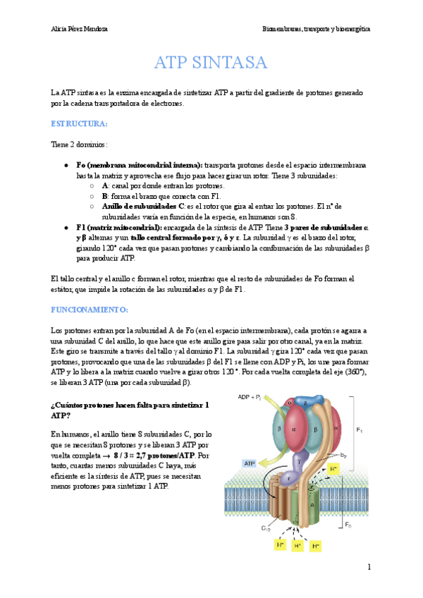 Miniatura del documento T10.-ATP-SINTASA.pdf