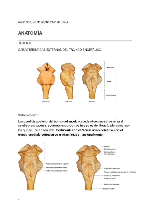 Miniatura del documento Tema-3-anatomia.pdf