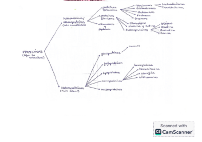 Miniatura del documento Clasificacion-proteinas.pdf
