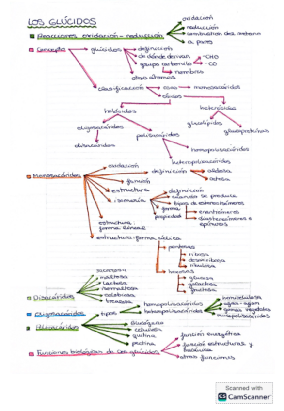 Miniatura del documento Esquema-los-glucidos.pdf