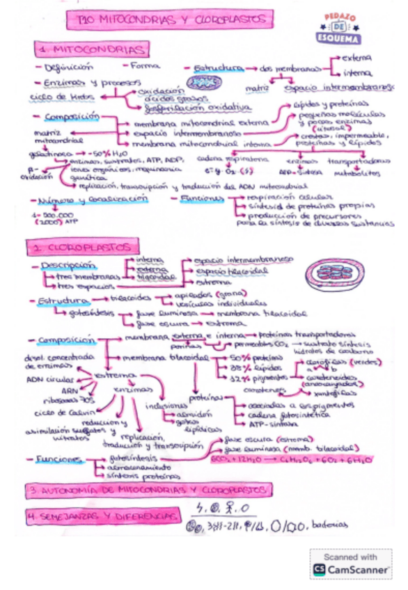 Miniatura del documento Esquema-mitocondrias-y-cloroplastos.pdf