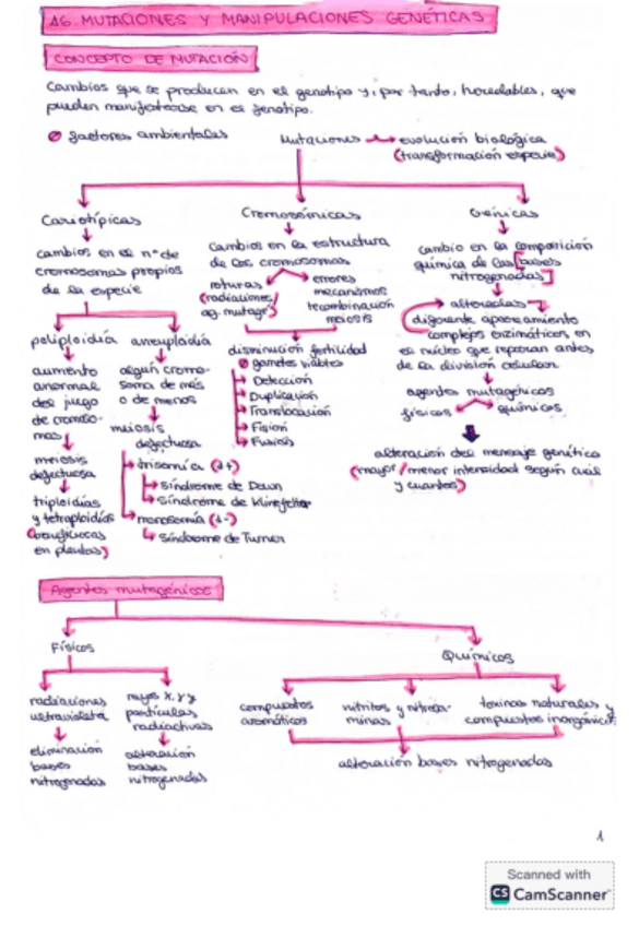 Miniatura del documento Esquema-mutaciones-y-manipulaciones-geneticas.pdf