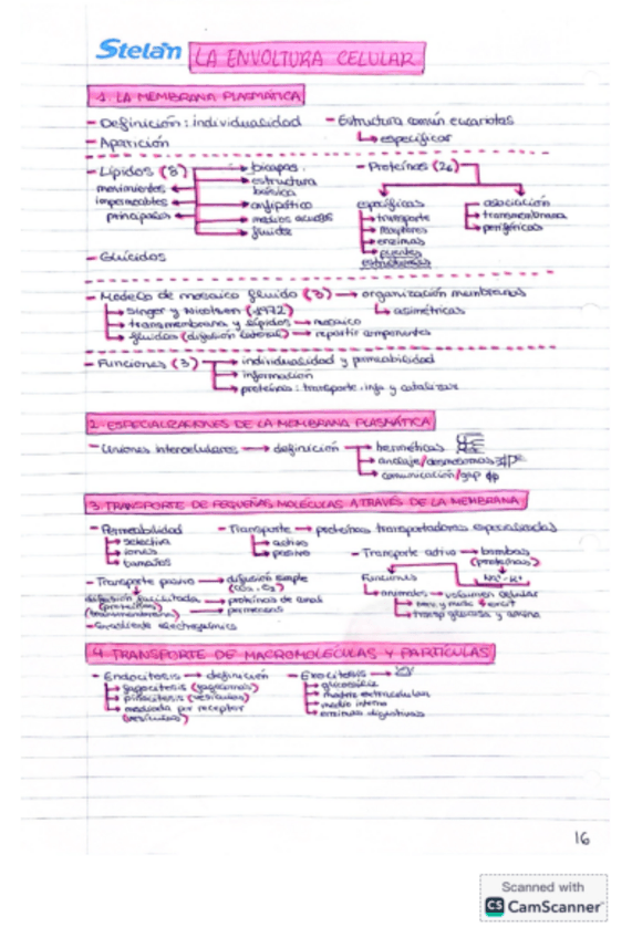 Miniatura del documento Esquemas.-La-envoltura-celular-citosol-y-citoesqueleto-y-ribosomas-y-sistemas-de-endomembrana.pdf