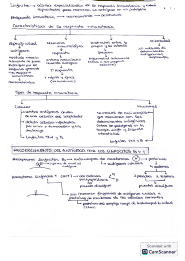Miniatura del documento Esquema-linfocitos.pdf