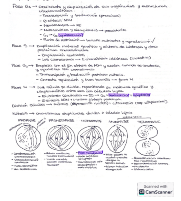 Miniatura del documento Mitosis.pdf
