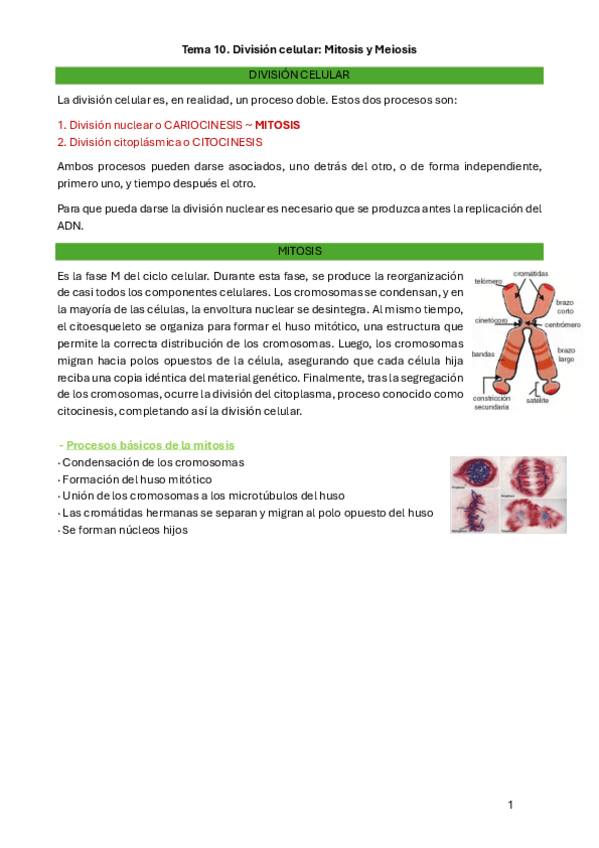 Miniatura del documento Tema-10-biologia.pdf