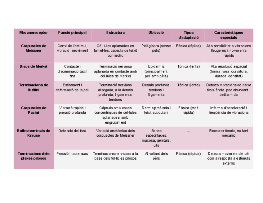 Miniatura del documento TAULA-Mecanoreceptors-cutanis.pdf