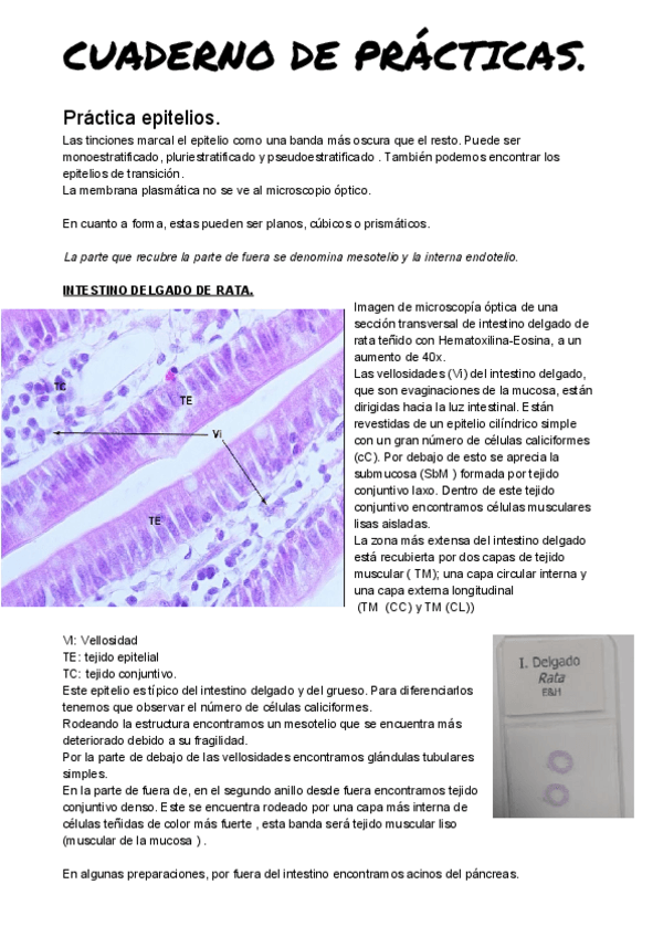 Miniatura del documento CUADERNO DE PRÁCTICAS.pdf