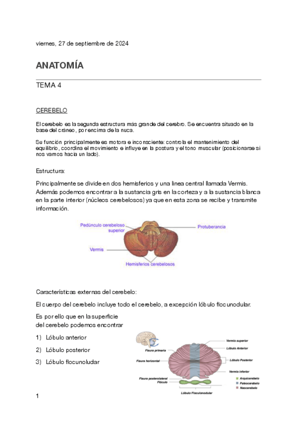 Miniatura del documento Tema-4-anatomia.pdf