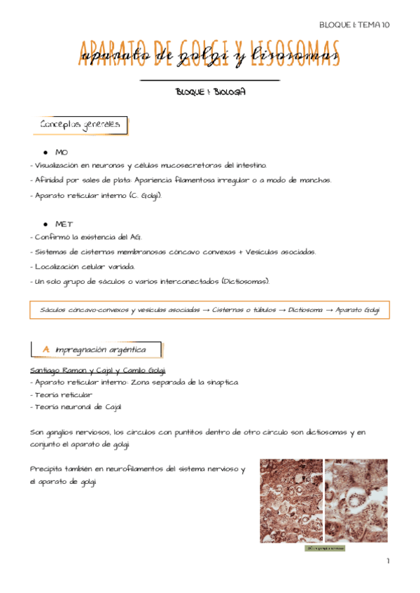 Miniatura del documento Tema-10-Aparato-de-golgi-y-lisosomas.pdf