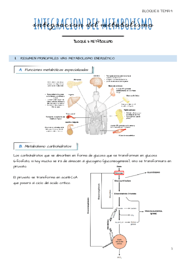 Miniatura del documento Tema-9-Integracion-del-metabolismo.pdf