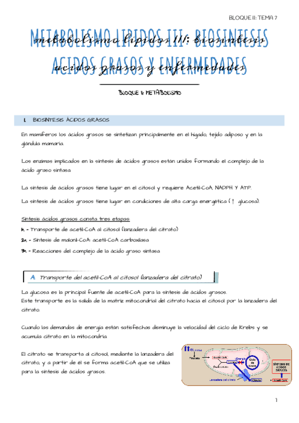 Miniatura del documento Tema-7-Metabolismo-lipidos-III-Biosintesis-acidos-grasos-y-enfermedades.pdf