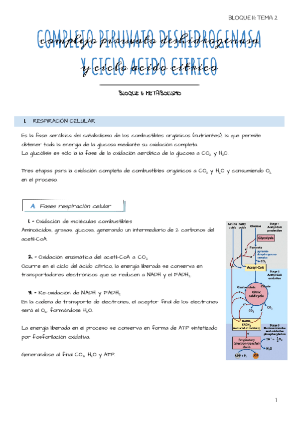 Miniatura del documento Tema-2-Complejo-piruvato-deshidrogenasa-y-ciclo-del-acido-citrico.pdf