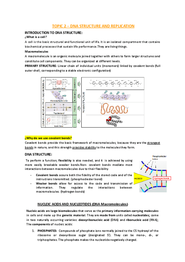 Miniatura del documento TEMA-2-DNA-REPLICATION-AND-STRCTURE.docx.pdf