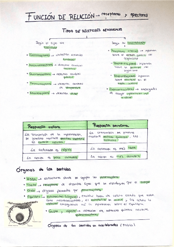 Miniatura del documento funcion-de-relacion-receptores-y-efectores.pdf