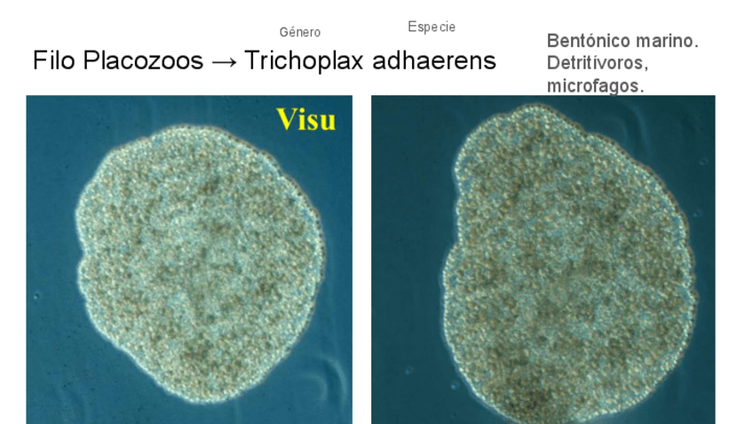 Miniatura del documento Zoologia-VISU-Parcial-1Temas-1-10.pdf