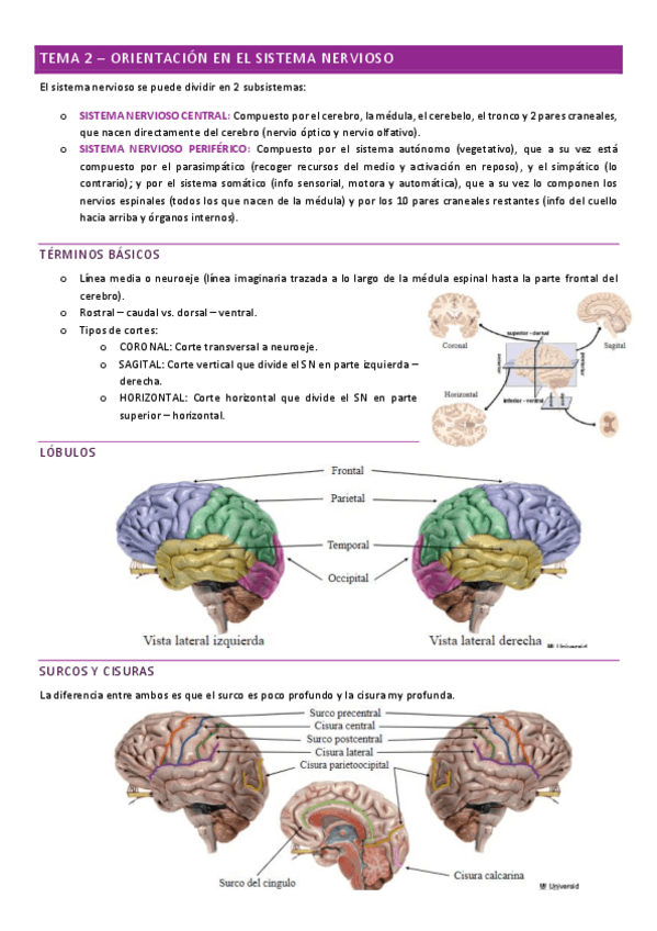 Miniatura del documento neuropsicologia-tema-2.pdf