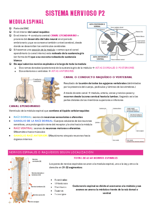 Miniatura del documento SISTEMA-NERVIOSO-parte 2.pdf