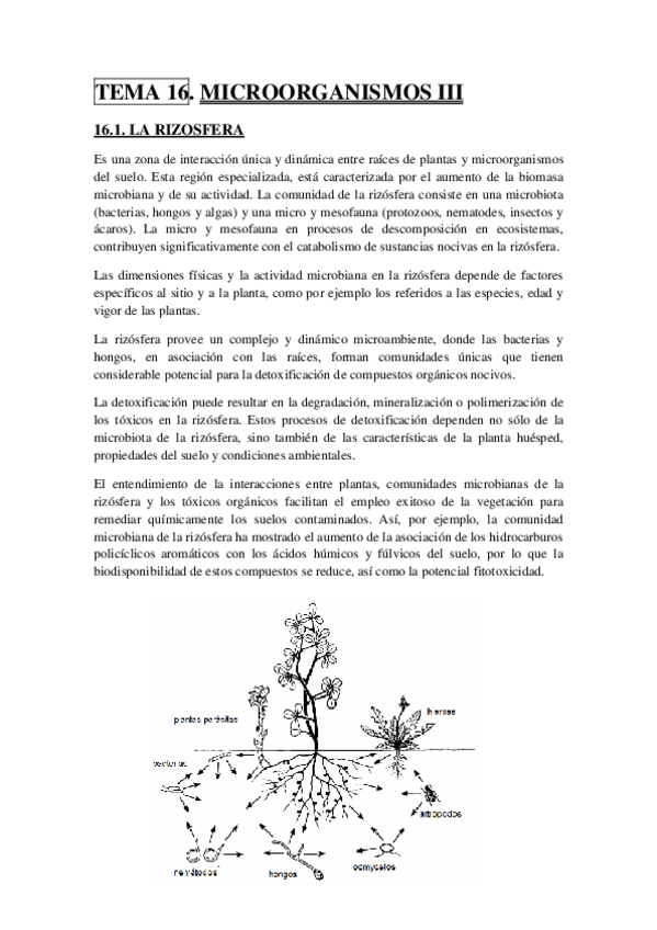 Miniatura del documento TEMA 16.pdf