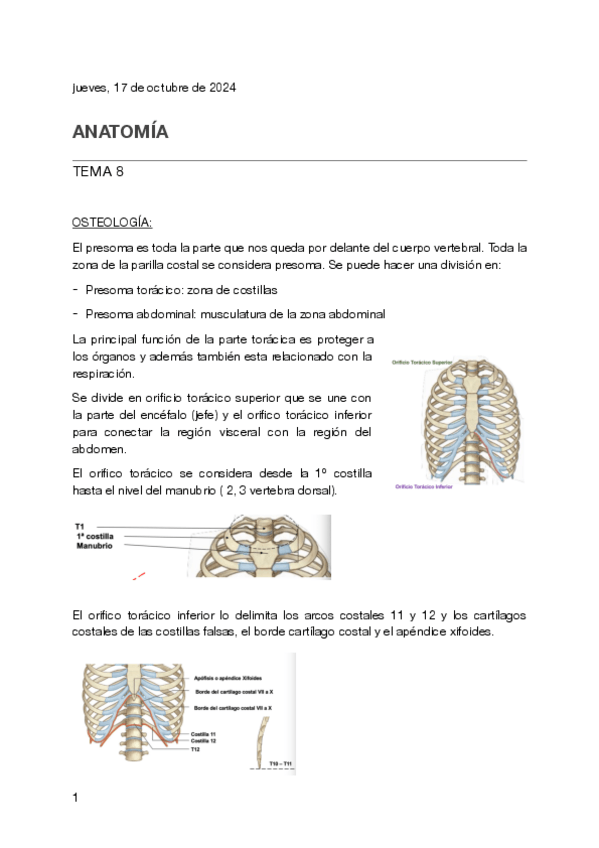Miniatura del documento Tema-8-anatomia.pdf