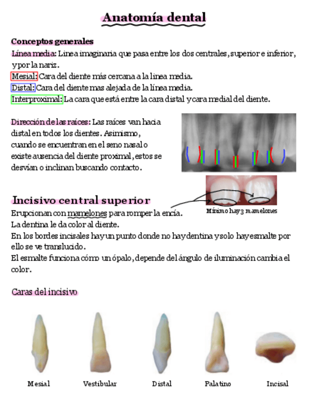 Miniatura del documento Incisivos-superiores.pdf